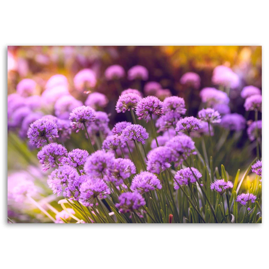 Canvas Print Field Flowers Purple Nature