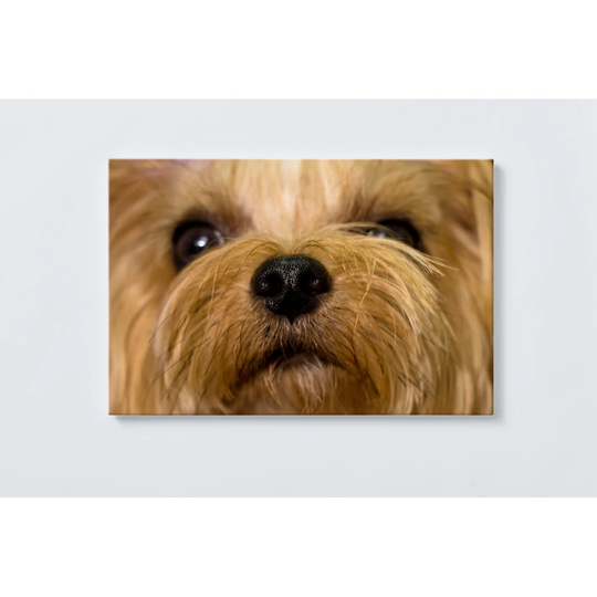 Dog Magnetic Wall Mounted Cork Board