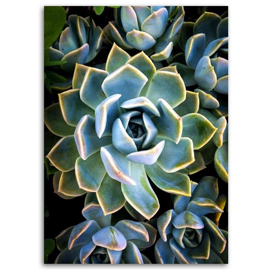 Canvas Print Succulent Flowers Plant