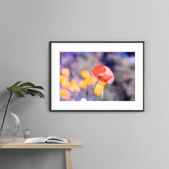 Pop Flower - Picture Frame Photograph Print on Paper