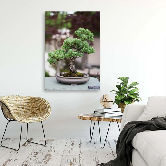Canvas Print Bonsai Tree Plant Nature