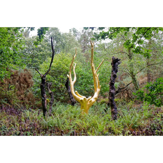 The Golden Tree In Broceliande Forest
