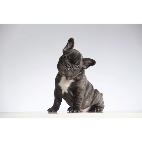 Baby Purebred French Bulldog Looking at the Camera by Celiaaa - Wrapped Canvas Photograph