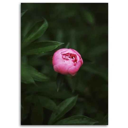 Canvas Print Pink Flower Bud Nature