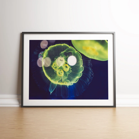 Green Jellyfish