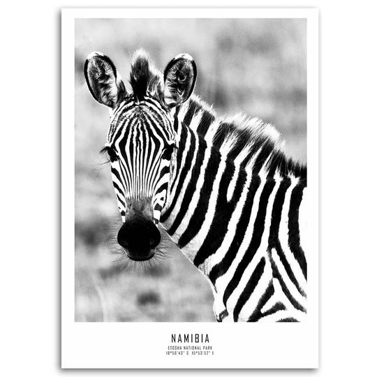 Canvas Print Zebra Animals Nature