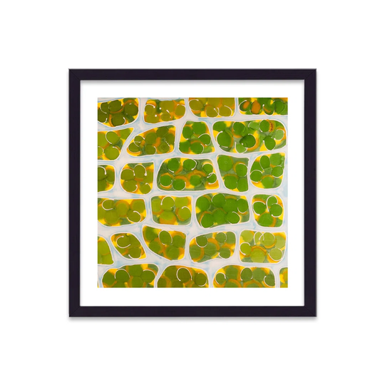 Cellular Beauty Art 4 Green on White by Vouvart - Picture Frame Graphic Art