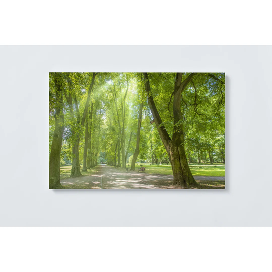 Park Trees Magnetic Wall Mounted Cork Board