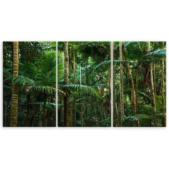 Canvas Print Rainforest Nature