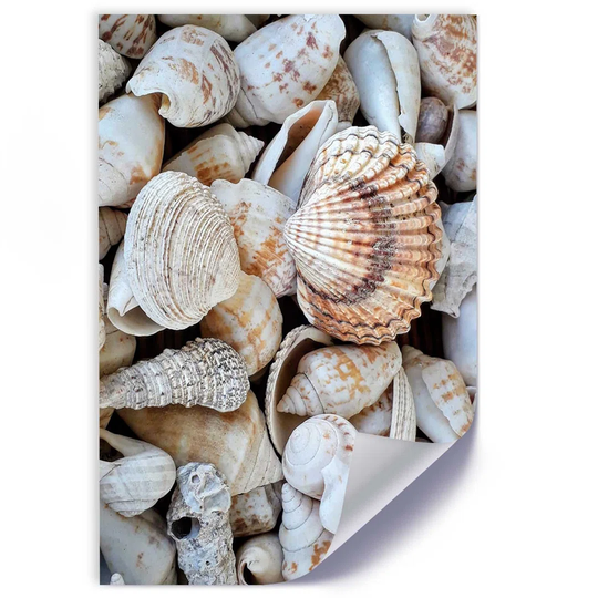 Poster, Close-Up On Sea Shells