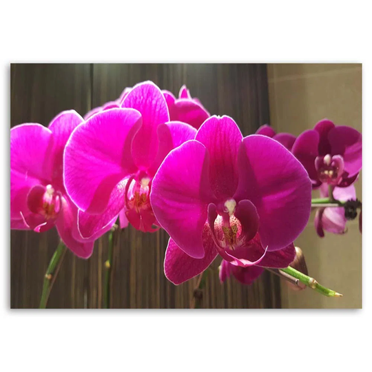Canvas Print Zen Orchid Pink Flower