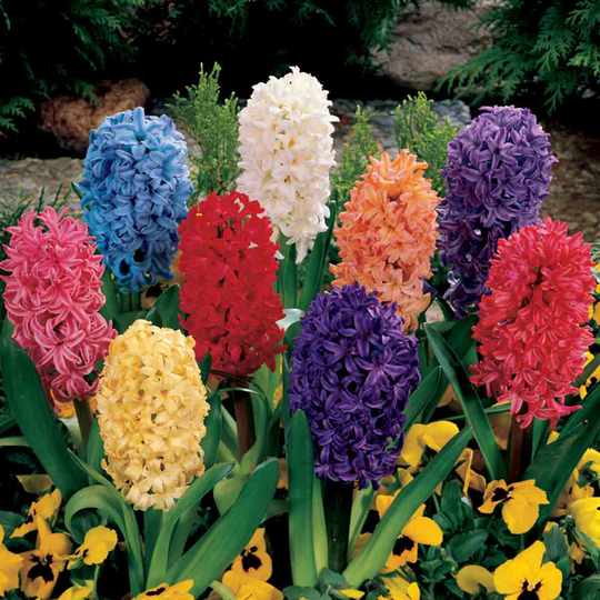 YouGarden Mixed Hyacinth Pack x 15 Bulbs