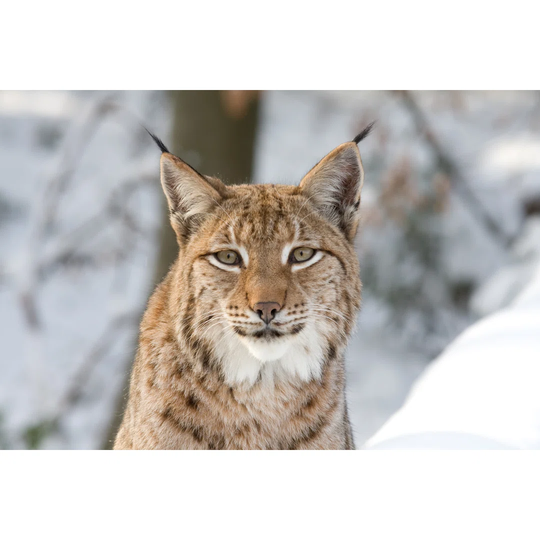 Eurasian Lynx Staring at Camera in a Snowy Forest by Hfoxfoto - Wrapped Canvas Photograph