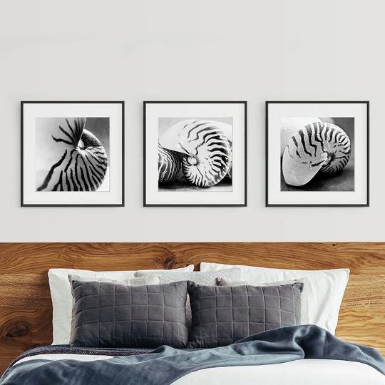 Set Of 3 Framed Graphic Art Print, SHELLS TRIPTYCH