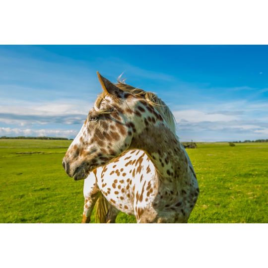 Appaloosa Horse