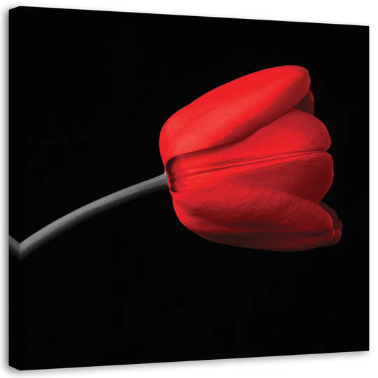 Canvas Print Red Tulip Black Background
