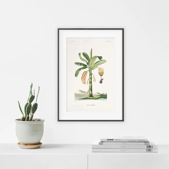 Botanic Vintage Banana Tree - Picture Frame Graphic Art Print on Paper