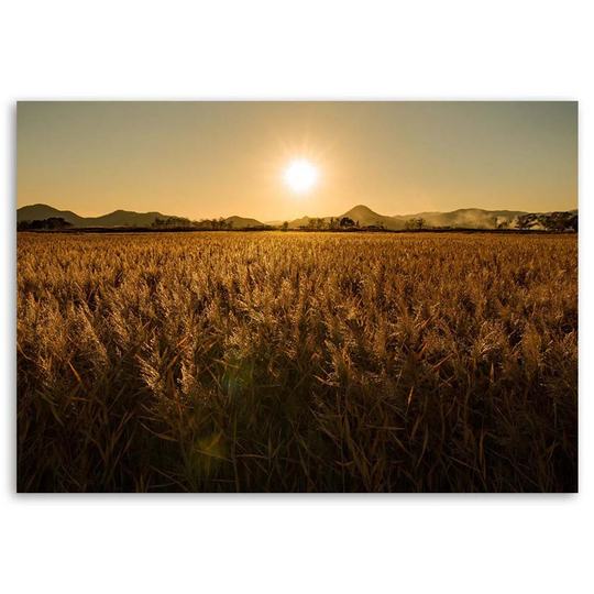 Canvas Print Cornfield Nature