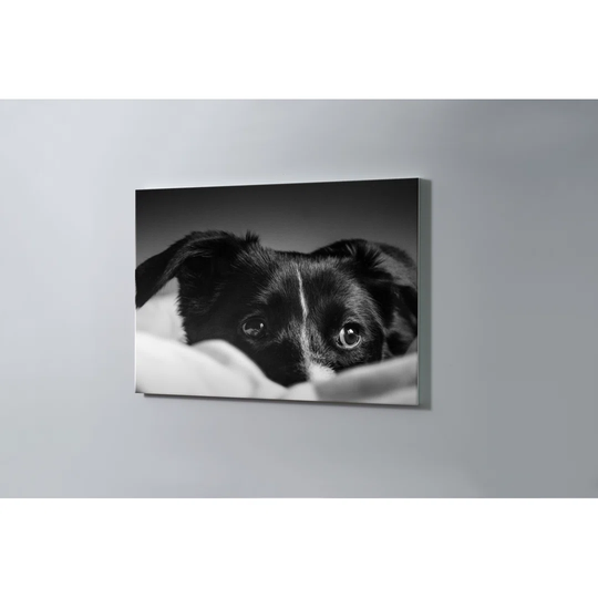 Dog Magnetic Wall Mounted Cork Board