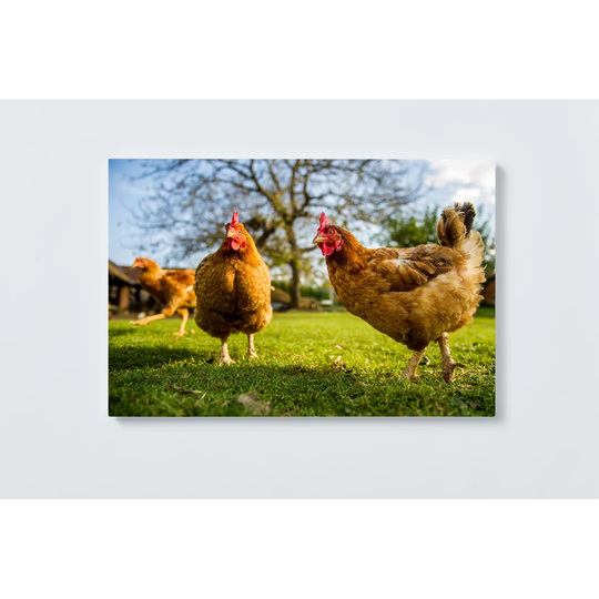 Chickens Magnetic Wall Mounted Cork Board