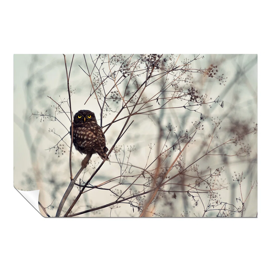 Panther Print Fine Art Prints Autumn Owl In Tree Animal Wildlife Artistic Unframed Poster, Pictures For Home Walls, Bedroom, Living Room & Bathroom Dé