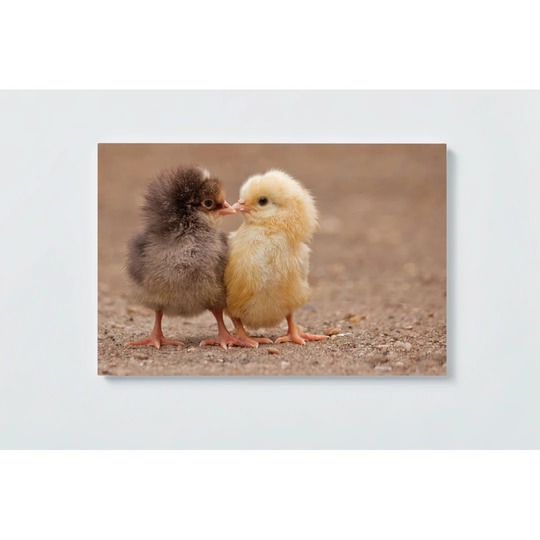 Chick Motif Magnetic Wall Mounted Cork Board