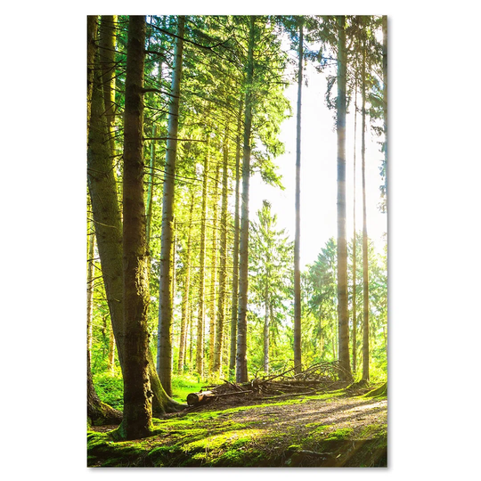 Canvas Print, Green Landscapes 16362