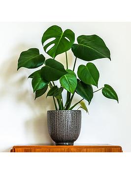 Monstera Deliciosa 4L 80 - 85Cm