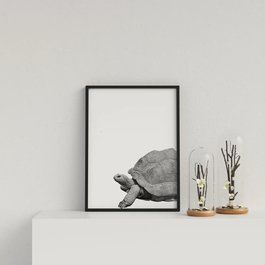 Giant Tortoise on White Background by Vouvart - Picture Frame Photograph