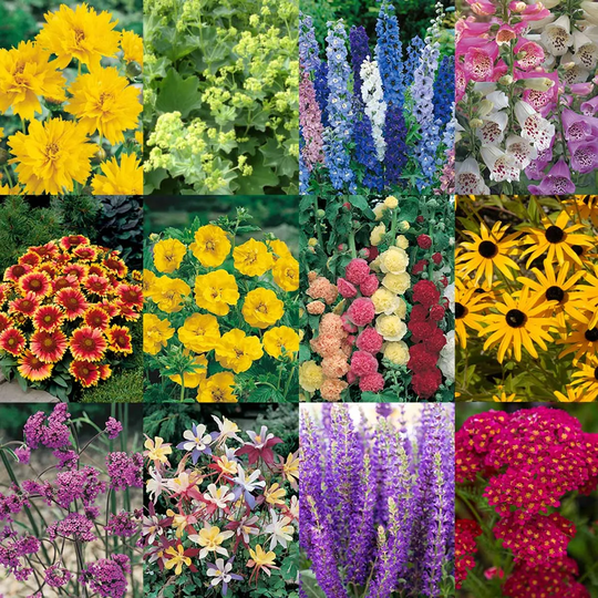 YouGarden Complete Hardy Garden Perennial Collection x 24 Jumbo Plug Plants