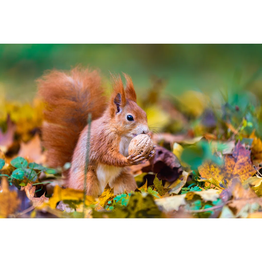 The Eurasian Red Squirrel