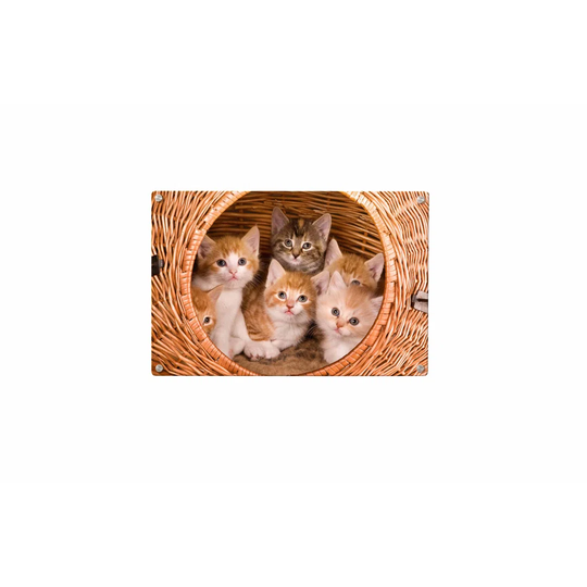 Cats Magnetic Wall Mounted Photo Memo Board