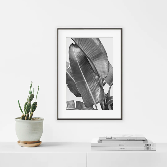 B&W Banana Tree - Picture Frame Photograph Print on Paper
