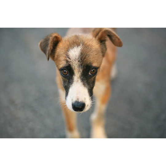 Sad Street Dog Looks at the Camera Homeless Animals - Wrapped Canvas Photograph