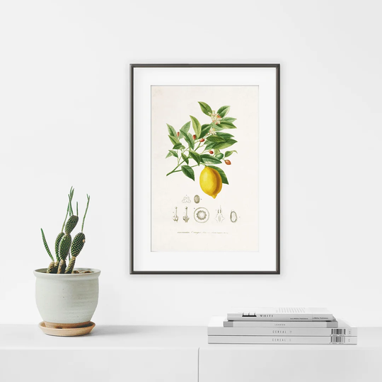 Botanic Vintage Lemon - Picture Frame Graphic Art Print on Paper