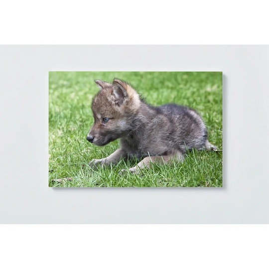 Wolf Motif Magnetic Wall Mounted Cork Board