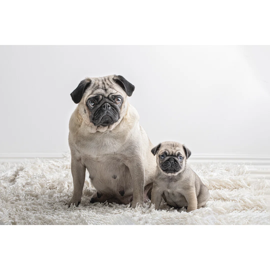 Two Similar Pug Dogs, One Large and One Small Sitting and Looking at Camera They Are a Mother and Her Pup - Wrapped Canvas Photograph