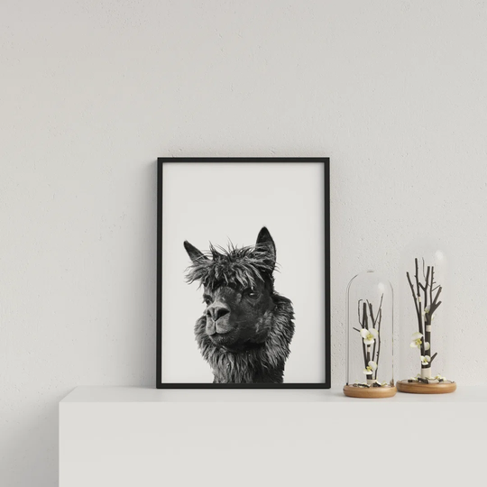 Llama on White Background by Vouvart - Picture Frame Graphic Art