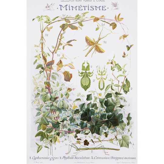 'Mimetisme Educational Poster' by Henri Rousseau Graphic Art