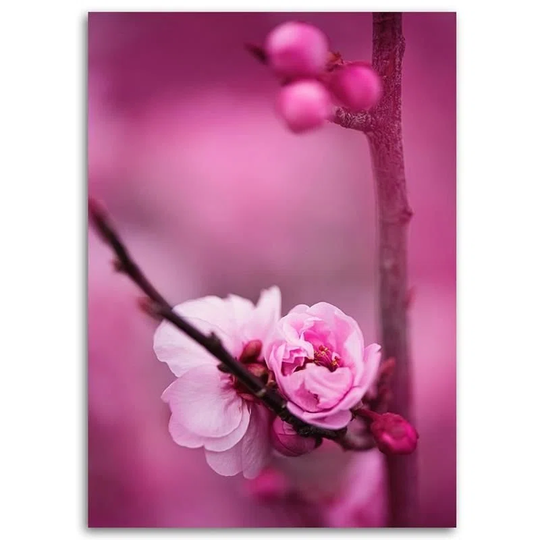 Canvas Print Pink Apple Blossom