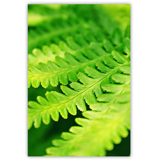 Canvas Print, Nature Green 16296