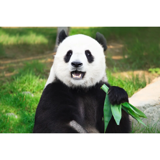 Giant Panda Looking Into Camera Holding Green Leaves - Wrapped Canvas Photograph