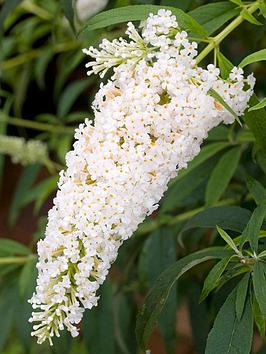 Buddleja Davidii White Profusion