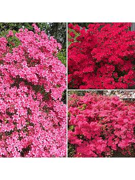 Japanese Azalea Collection (3 X 9Cm Pots)