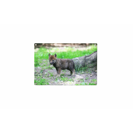 Wolf Magnetic Wall Mounted Photo Memo Board