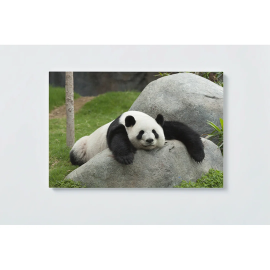 Panda Motif Magnetic Wall Mounted Cork Board