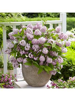 Deutzia Hybrida 'Rasberry Sundae' 3L