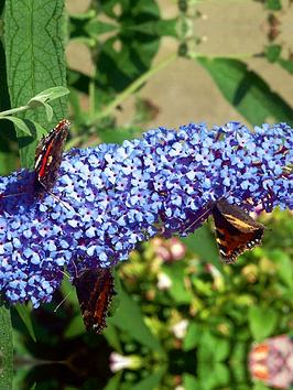 Buddleja Davidii Buzz Sky Blue