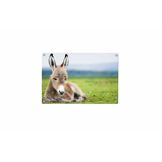 Donkey Magnetic Wall Mounted Photo Memo Board