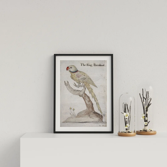 Vintage Ring Parakeet by Vouvart - Picture Frame Advertisement